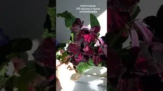 Стрептокарпус DS Красное и черное