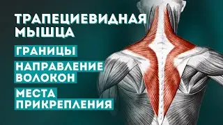 Трапециевидная мышца. Определение границ, мест прикрепления и порций мышцы, направление волокон