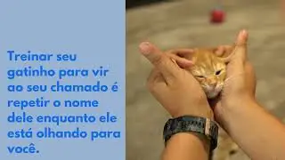Treinando seus gatos ou gatinhos com reforço positivo
