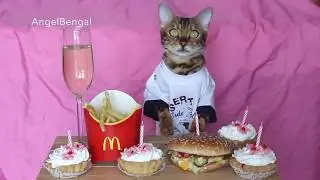 ANGEL BENGAL PARTY