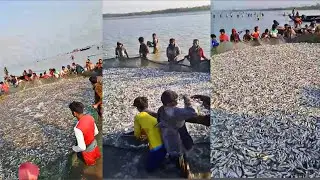 Fishing wow what a lovely catche fishing in arakan state of myanmar
