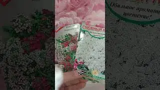 Алиссум