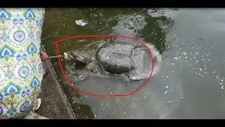 ১০০ বছর বয়সের কাছিম বা বোস্তামীর কচ্ছপ। না দেখলে অনেক মিস করবেন।