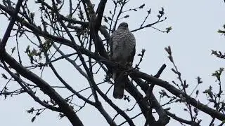 девушка-перепелятница  Accipiter nisus (яструб малий)