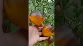 Томат Блюз на блюде