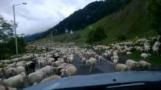 Бараны в грузии