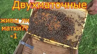 ДВУХМАТОЧНЫЕ! ЖИВЫ ли МАТКИ??? Проверяем маток после сезона!