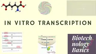 RNA synthesis by In vitro transcription