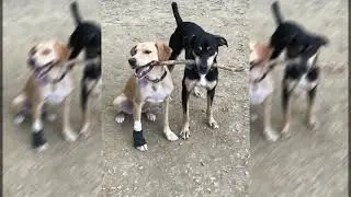 Bullet & Josie (teaser)