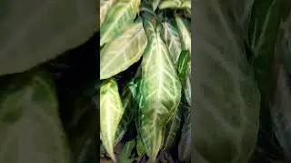 Plants in the world #garden #nature #gardening #flowers #plantcare #botanicalbeauty #leafygreens