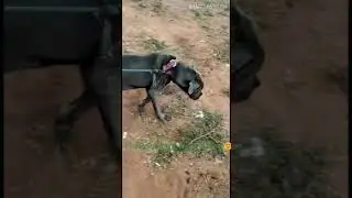 Super Wrinkled Neapolitan Mastiff Dog 😍😍 #Shorts #dogvideo #neapolitanmastiff #viralshorts #doglover