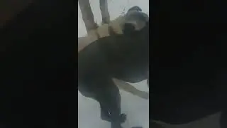 Huge dogs
