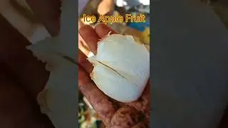 Ice Apple Fruit /Tadgola Fruit /#shorts  /vaishali mukesh