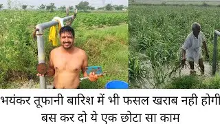 बारिश के पानी ने खड़ी फसल को खराब कर ही दिया था हमने किया छोटा सा काम और बच गई फसल