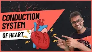 Conduction system of heart