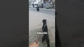 Rottweiler Vs Labrador!
