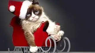 Смешные животные.Тест на психику,попробуй не засмеяться/funny animals