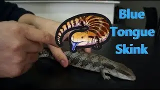 BLUE TONGUE LIZARD