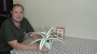 Sansevieria Beauty Queen. Plant overview and care.