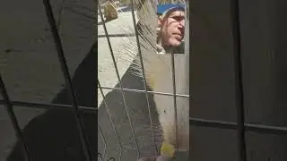 дикобразы ужинают