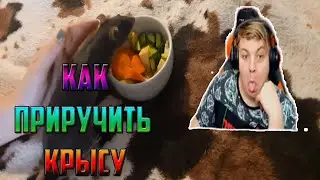 Пятерка Смотрит Как Приручить Крысу