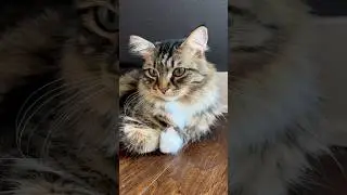 Where are her ears getting signal from 🤔 #kitty #cutecat #cutepet #catlover #cute #love #cat #cute