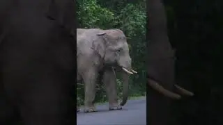 เมฆา #เขาใหญ่ #forestelephant #animalnews #animals #elephanthabitat #wildlife