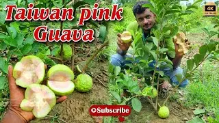#thai_plant_nursery || Thai Pink Guava | Best Quality Thaiwan Pink Guava Plants | Wholesale Supplier