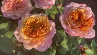 Міябі Ча ( Miyabi Cha )