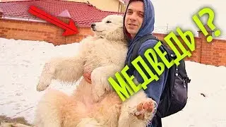 This is Umka the bear, not a dog!😅 I gave the mongrel a bath.