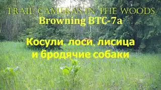 Косули, лоси, лисица и бродячие собаки TRAIL CAMERAS IN THE WOODS