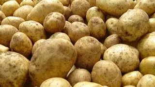 Лучший стимулятор урожая: гуматы для картофеля