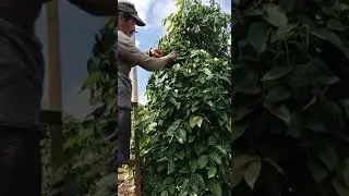Suasana Panen di Kebun Merica Putih kami di Palopo Sulawesi