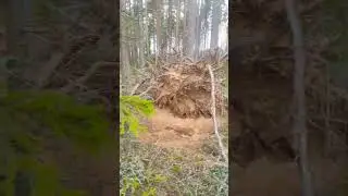 A walk through the forest.