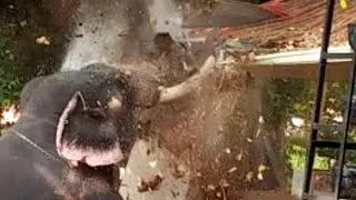 രണ്ടാം പാപ്പാനെ കൊല്ലാനായി വരുന്ന അയ്യപ്പന്റെ  മുന്നിലേക്ക്‌ ഒന്നാം പാപ്പാൻ | Elephant attack kerala
