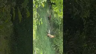 Stupid chicken spins in circles (not clickbait) 