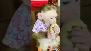 Adorable #monkey #baby #shortvideo #love #babymonkey