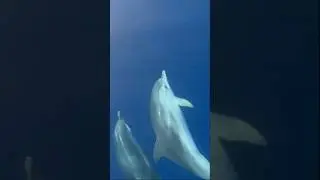 🤯 Dolphins PLAYING with our boat!!!!!!!! 🐬🐬🐬