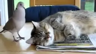 Будильник для кота Ржач