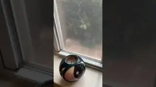 Birb on window