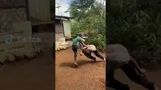 PNG NRL tackle of the year😂