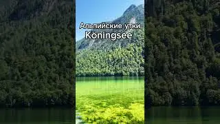 Альпийские утки в озере Köningsee