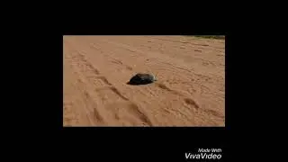 Новое интро и милый ежик😃