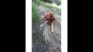 Ты мне друг? 🤔🐕😀