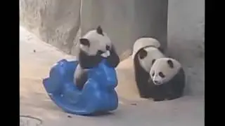 Очень смешные животные Панда!