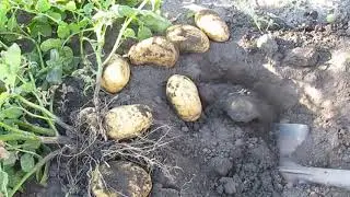 Картошка 2019г сорт Джелли
