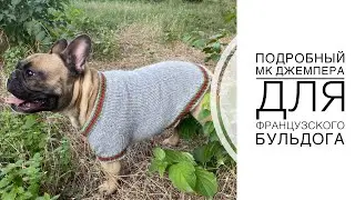 Подробный мастер класс джемпера для французского бульдога