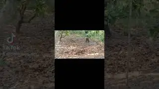 Do you know why he's a smart farmer in this video?