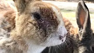 Wild rabbit with serious injuries