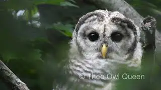 Amazing close up of a barred owl